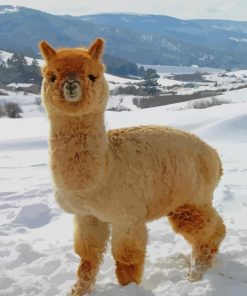 Fluffy Adorable Baby Alpaca paint by numbers