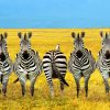 Zebras In Funny Position painting by numbers
