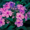 garden phlox paint by numbers