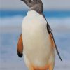 Gentoo Penguin paint by number