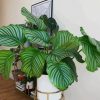 Giant Calathea paint by numbers