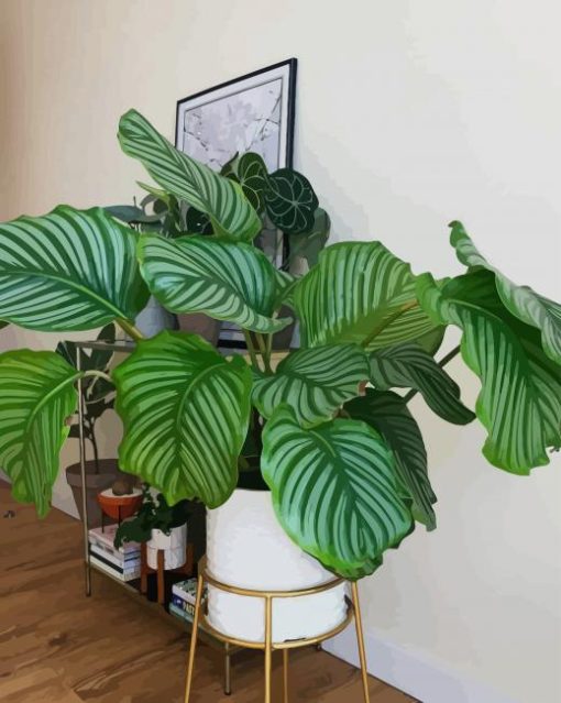 Giant Calathea paint by numbers