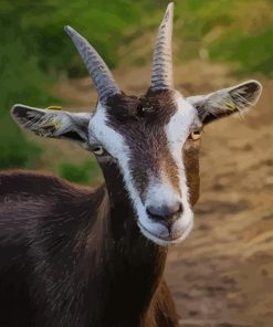 Goat Portrait paint by numbers