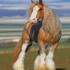 Golden Clydesdale Horse paint by numbers