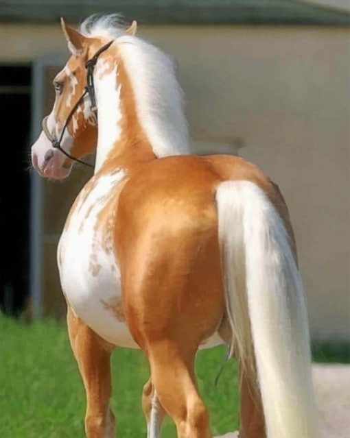 Golden Horse paint by numbers