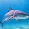 Great Barrier Reef Sharks paint by numbers