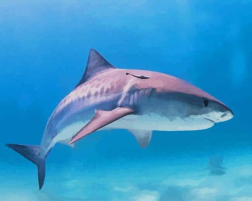 Great Barrier Reef Sharks paint by numbers