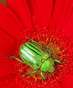Green Beetle Red Flower paint by numbers