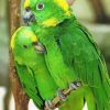 Green Parrot Couple paint by numbers