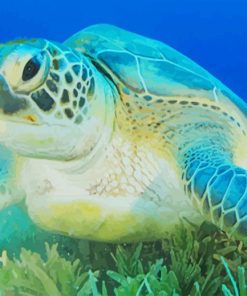 Green Sea Turtle paint by numbers
