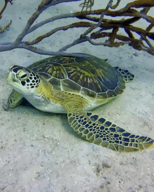 Green Sea Turtle paint by numbers