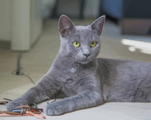 Grey Cat paint by numbers