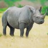 Grey Rhinoceros paint by numbers