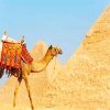 sahara pyramid tour by camel painting by numbers