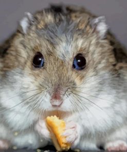 Hamster Eating Food paint by numbers