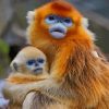 himalayan snub nosed monkey paint by numbers