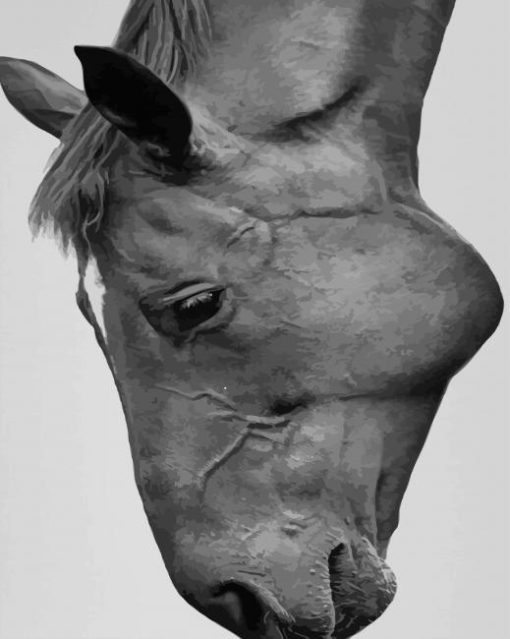 Horse Face Black And White paint by numbers
