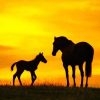 Horses Silhouette paint By numbers