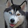 Husky With Beautiful Eyes Paint By Numbers