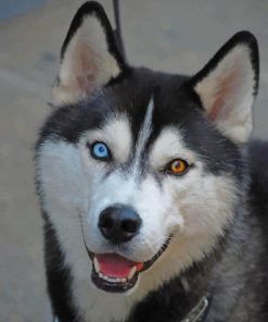 Husky With Beautiful Eyes Paint By Numbers