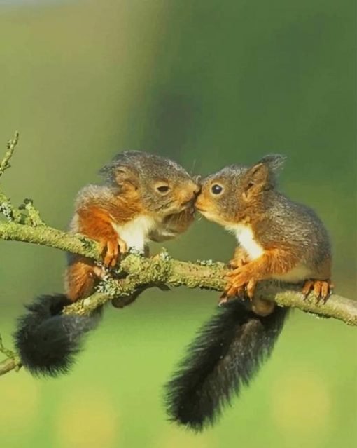 kissing Squirrels paint by numbers