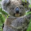 Koala Animal paint by numbers