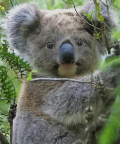 Koala Animal paint by numbers
