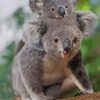 Koala In Mother_s Pouch paint by numbers