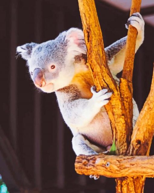 Koala On The Tree paint by numbers