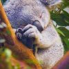 Koala Sleeping paint by numbers
