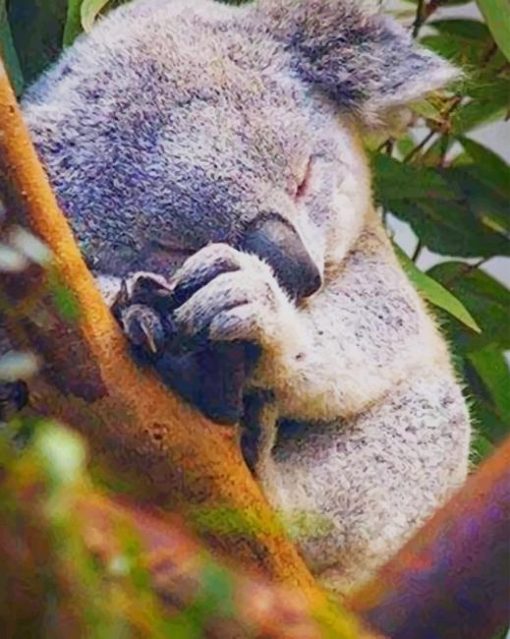 Koala Sleeping paint by numbers