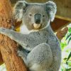 koala In Australia paint by numbers