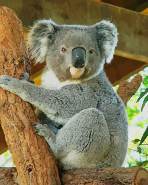 koala In Australia paint by numbers