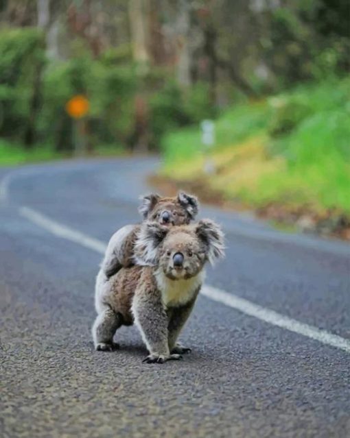 Koalas On The Road paint by numbers