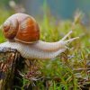 land snail paint by number