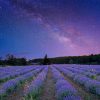 lavender night paint by number