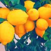 lemon tree paint by number