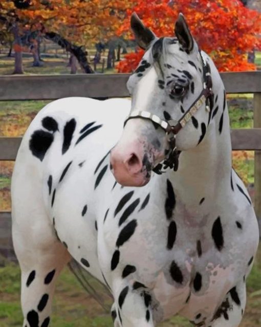 Leopard Black Appaloosa Horse paint by numbers