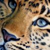 Leopard Portrait paint by numbers