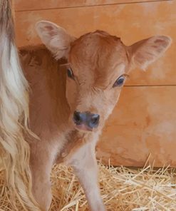 Little Baby Cow paint by numbers