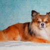 Long Haired Chihuahua paint by numbers
