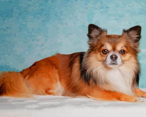 Long Haired Chihuahua paint by numbers