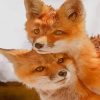 Lovely Couple Fox paint by numbers