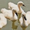 Lovely Swan Family paint by number