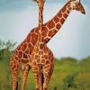 Lovely Giraffe Animals paint by numbers
