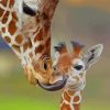 Lovely Mum Giraffe and Her Little Child paint by numbers