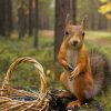 Lovely Squirrel paint by number