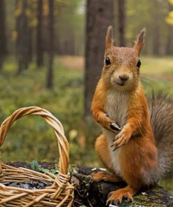 Lovely Squirrel paint by number