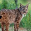 Lynx Animal paint by numbers