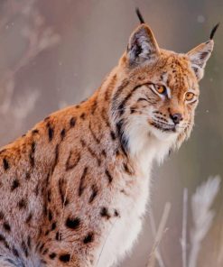 Lynx Boreal Male paint by numbers